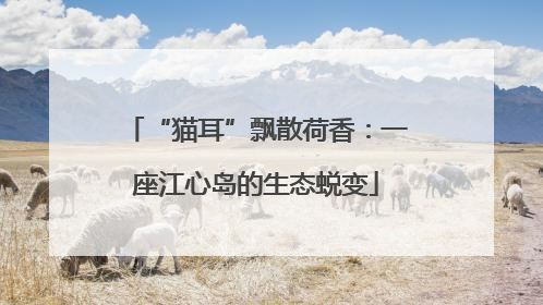 “猫耳”飘散荷香：一座江心岛的生态蜕变