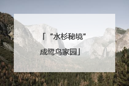 “水杉秘境”成鹭鸟家园