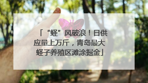 “蛏”风破浪！日供应量上万斤，青岛最大蛏子养殖区滩涂掘金