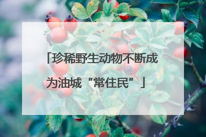 珍稀野生动物不断成为油城“常住民”