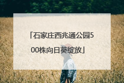 石家庄西兆通公园500株向日葵绽放