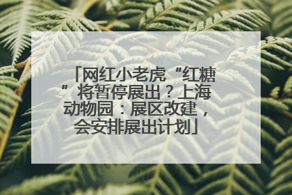网红小老虎“红糖”将暂停展出？上海动物园：展区改建，会安排展出计划
