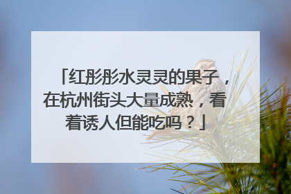 红彤彤水灵灵的果子，在杭州街头大量成熟，看着诱人但能吃吗？
