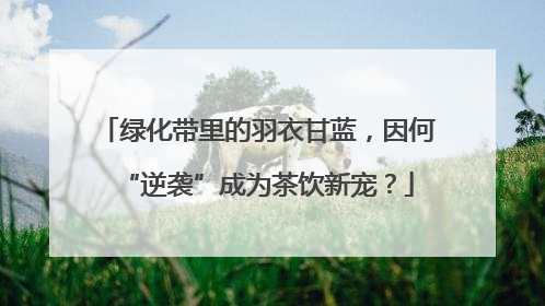 绿化带里的羽衣甘蓝，因何“逆袭”成为茶饮新宠？