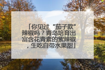 你见过“茄子款”辣椒吗？青岛培育出富含花青素的紫辣椒，生吃自带水果甜