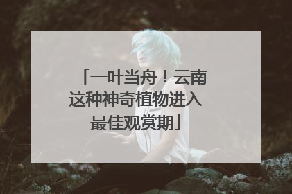 一叶当舟！云南这种神奇植物进入最佳观赏期