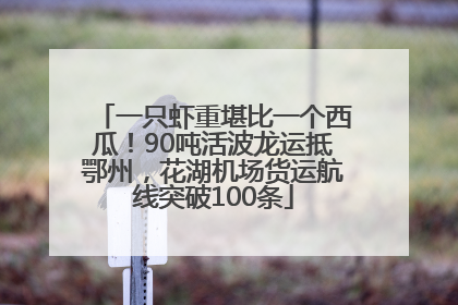 一只虾重堪比一个西瓜！90吨活波龙运抵鄂州，花湖机场货运航线突破100条