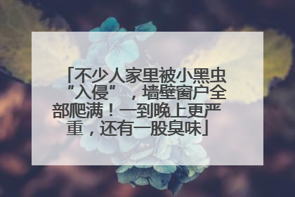不少人家里被小黑虫“入侵”，墙壁窗户全部爬满！一到晚上更严重，还有一股臭味