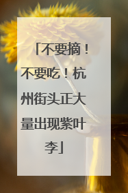 不要摘！不要吃！杭州街头正大量出现紫叶李