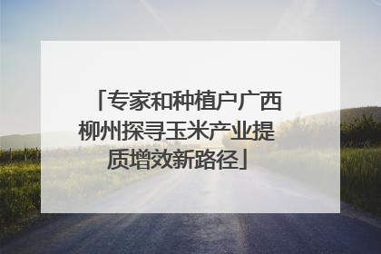 专家和种植户广西柳州探寻玉米产业提质增效新路径