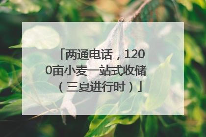 两通电话，1200亩小麦一站式收储（三夏进行时）