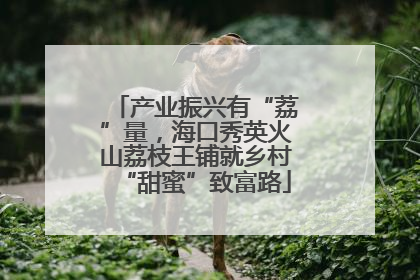 产业振兴有“荔”量，海口秀英火山荔枝王铺就乡村“甜蜜”致富路