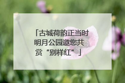 古城荷韵正当时 明月公园邀您共赏“别样红”