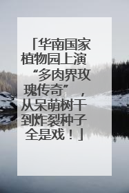 华南国家植物园上演“多肉界玫瑰传奇”，从呆萌树干到炸裂种子全是戏！