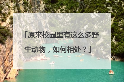 原来校园里有这么多野生动物，如何相处？