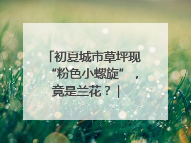 初夏城市草坪现“粉色小螺旋”，竟是兰花？ | 小叶子沪花记