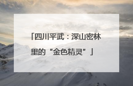 四川平武：深山密林里的“金色精灵”