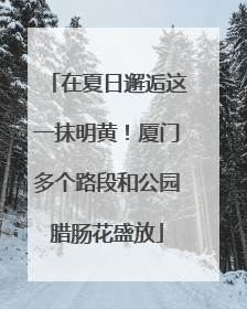 在夏日邂逅这一抹明黄！厦门多个路段和公园腊肠花盛放