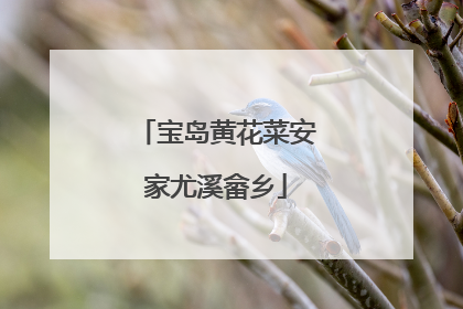 宝岛黄花菜安家尤溪畲乡