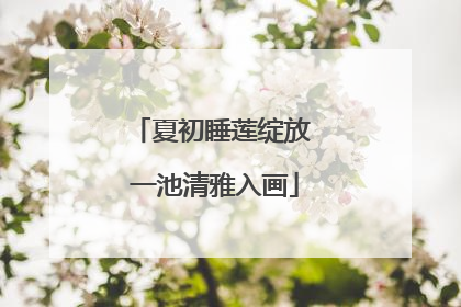 夏初睡莲绽放 一池清雅入画