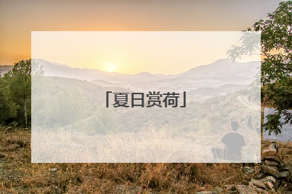 夏日赏荷