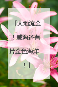 大地流金！威海还有片金色海洋！