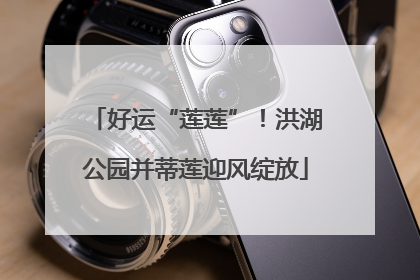 好运“莲莲”！洪湖公园并蒂莲迎风绽放