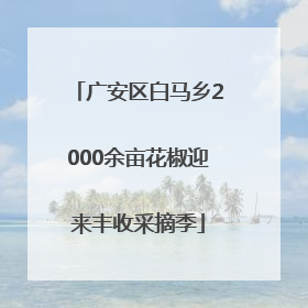 广安区白马乡2000余亩花椒迎来丰收采摘季