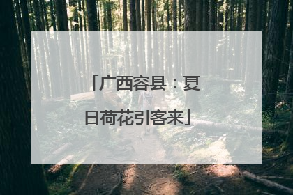 广西容县：夏日荷花引客来