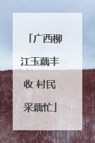 广西柳江玉藕丰收 村民采藕忙