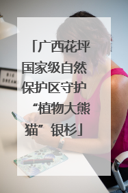 广西花坪国家级自然保护区守护“植物大熊猫”银杉