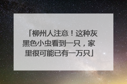 柳州人注意！这种灰黑色小虫看到一只，家里很可能已有一万只