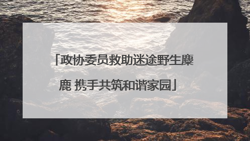 政协委员救助迷途野生麋鹿 携手共筑和谐家园