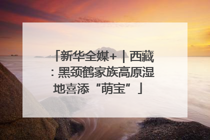 新华全媒+｜西藏：黑颈鹤家族高原湿地喜添“萌宝”