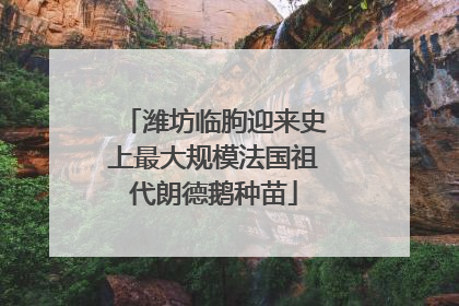 潍坊临朐迎来史上最大规模法国祖代朗德鹅种苗