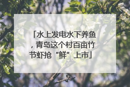 水上发电水下养鱼，青岛这个村百亩竹节虾抢“鲜”上市