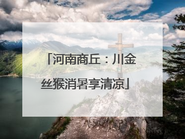河南商丘：川金丝猴消暑享清凉