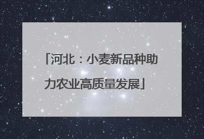 河北：小麦新品种助力农业高质量发展