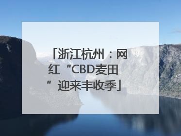 浙江杭州：网红“CBD麦田”迎来丰收季