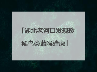 湖北老河口发现珍稀鸟类蓝喉蜂虎