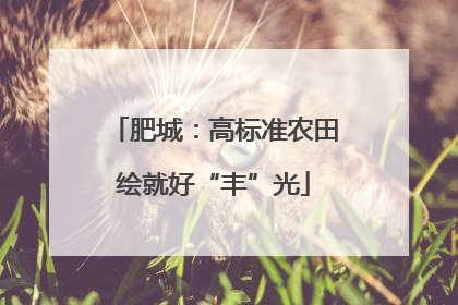 肥城：高标准农田绘就好“丰”光