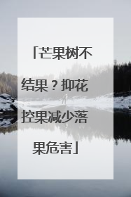 芒果树不结果？抑花控果减少落果危害