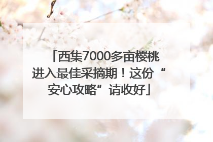 西集7000多亩樱桃进入最佳采摘期！这份“安心攻略”请收好