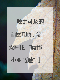 触手可及的宝藏湿地：淀湖村的“魔都小亚马逊”