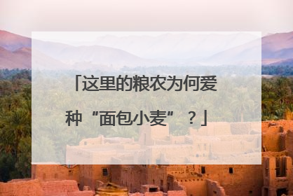 这里的粮农为何爱种“面包小麦”？