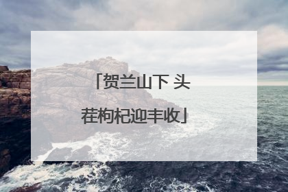 贺兰山下 头茬枸杞迎丰收