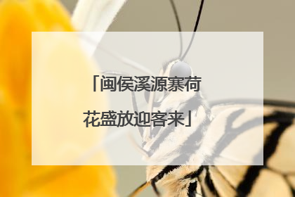 闽侯溪源寨荷花盛放迎客来