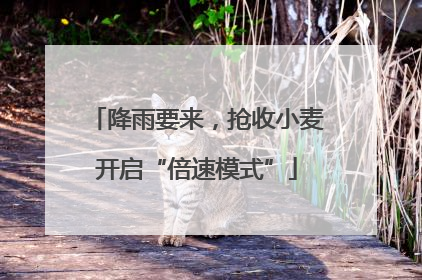 降雨要来，抢收小麦开启“倍速模式”