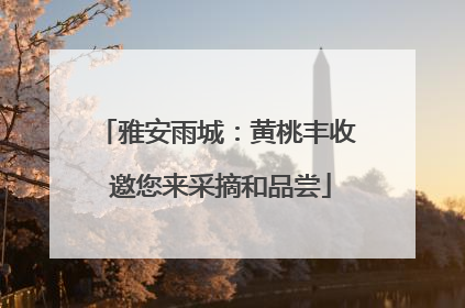 雅安雨城：黄桃丰收 邀您来采摘和品尝