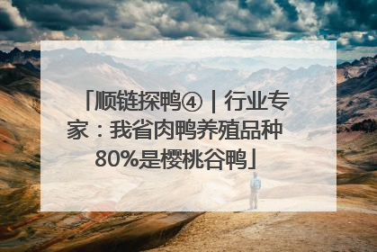 顺链探鸭④｜行业专家：我省肉鸭养殖品种80%是樱桃谷鸭
